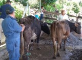 Noticias De Ganaderia Mexico Ganadero